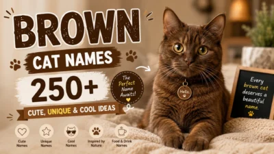 Brown cat names featuring a cute brown cat with 250+ cute, unique, and cool ideas